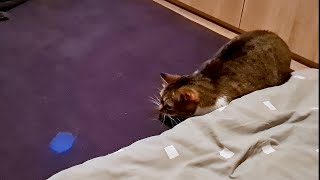 There Is A Mouse Running On The Bed!