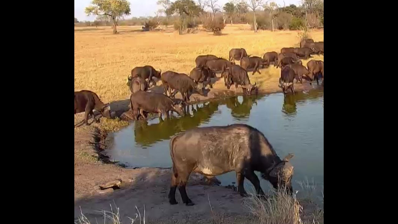 Cape Buffalo visit Nkorho 03 09 2022.