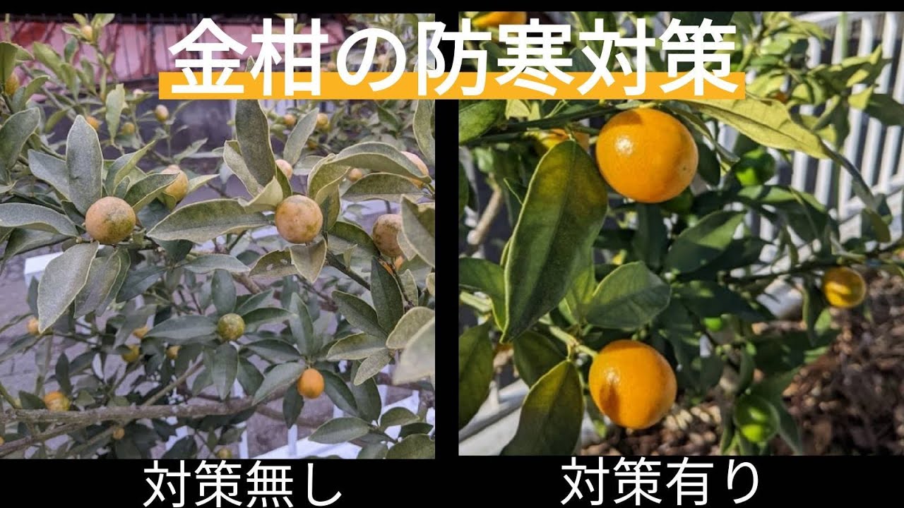庭先で育てる金柑の管理方法 剪定 摘花摘果 Youtube 庭先で育てる金柑の管理方法 剪定 摘花摘果 Youtube