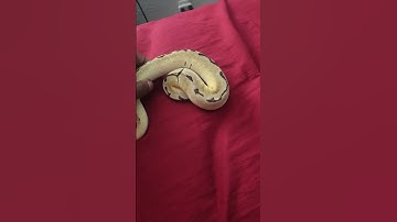 Love clown #animals #snake #spider #clown #ballpython #breeding #viral #video #shortsvideo #videos