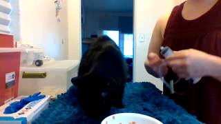 SubQ Fluids Syringe Method for Cats - Part 2 by Jamie Houle 3,065 views 5 years ago 8 minutes, 20 seconds