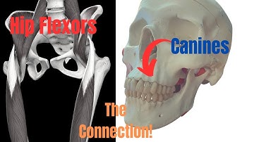 What are the Left and Right AIC Patterns? (think Brain and Senses first).