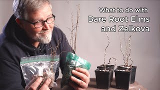 Overwinter Care for Bare Root Chinese Elms + 3 Development Techniques