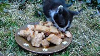 Adorable Kittens: Mommy Eats This!