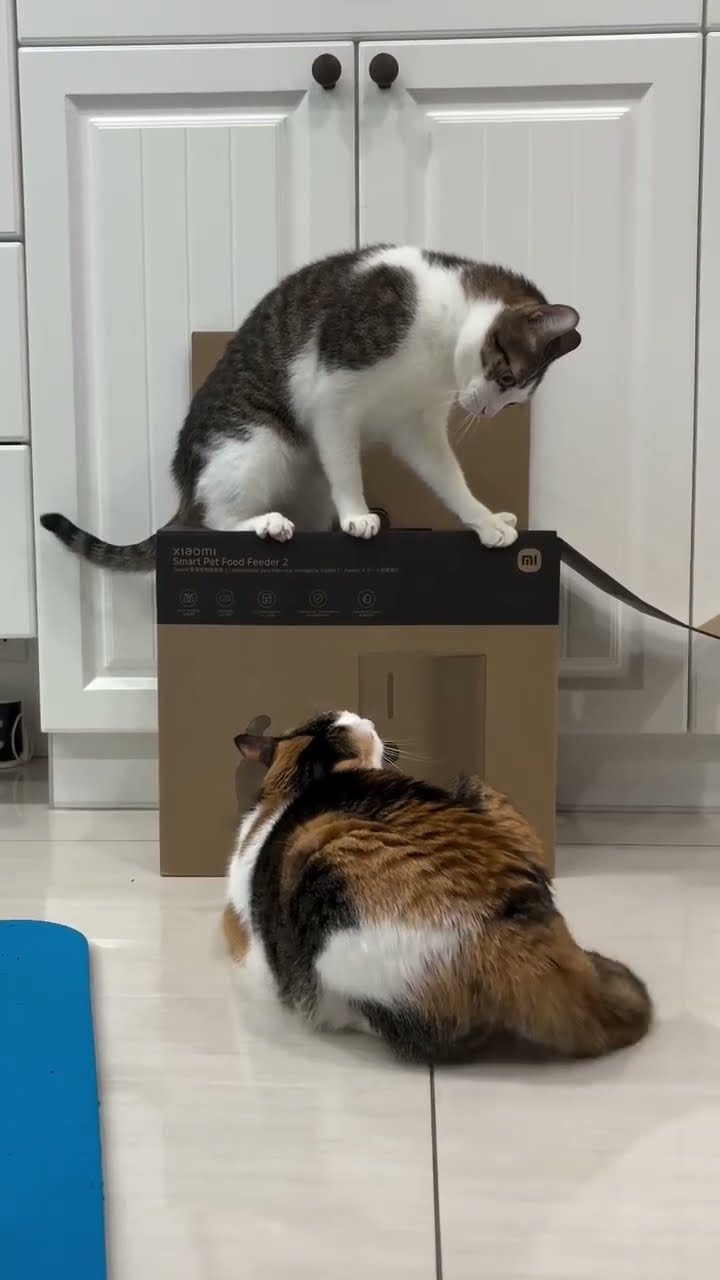Funny  kitten ? ? ? ? ? ?
