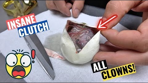 SPOTNOSE YB CLOWN HEAVEN! Ball Python Egg Cutting!