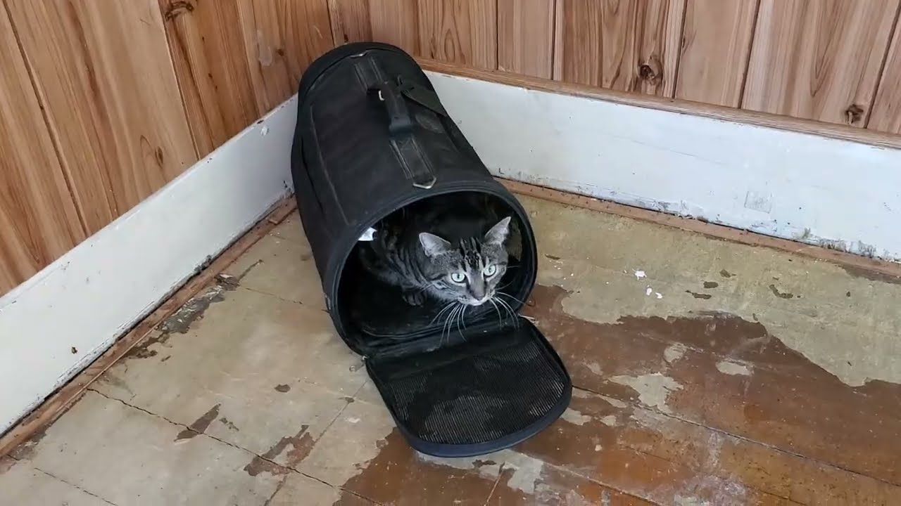 Bordermoon exploring the New House