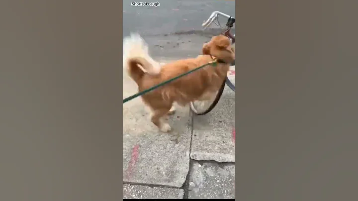 #shorts #explore #video #viral #fyp #funny