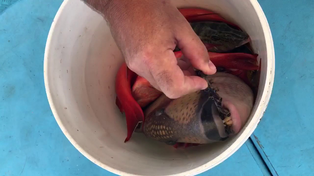 02 նոյեմբերի, 2017 թ. Gishatich dzuk