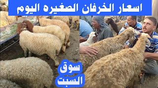 اسعار الخرفان الصغيره اليوم من سوق السبت للمواشى