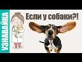 Если у собаки понос, рвота, сухой нос. Узнавайка