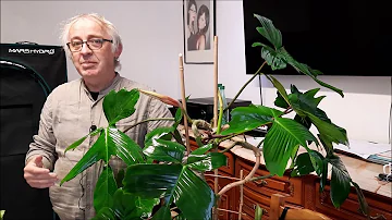 Comment faire une bouture d'un philodendron ?