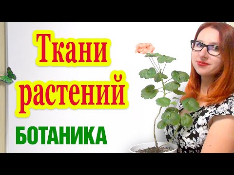 Ткани растений. Особенности строения и функции. ЕГЭ по биологии