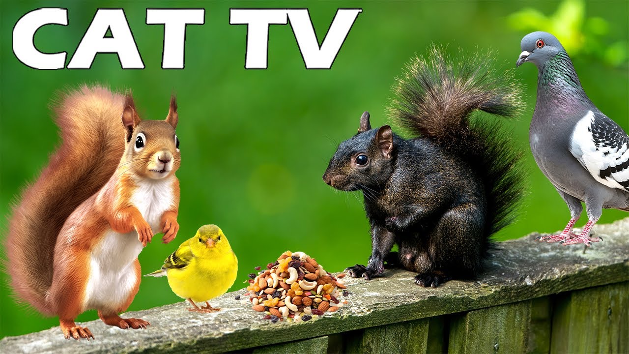 TV FOR CAT When Home Alone😿 Squirrels & Birds Watching📺 Fun Visual to Entertain Cats & Reduce Stress