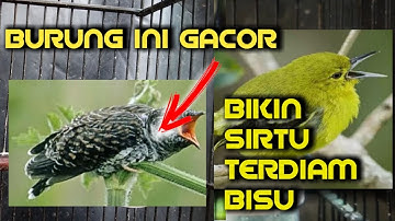 Gara-gara burung Ngeri dan gacor ini Semua sirtu gacor DIAM MEMBISU