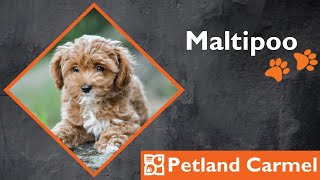 Tail Wagging Wonders: Maltipoo Breed