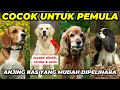 10 jenis anjing yang cocok untuk pemula  cerdas  mudah dipelihara