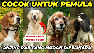 10 DOG BREEDS FOR BEGINNERS ~ INTELLIGENT & EASY TO MAINTAIN by Anjing Peliharaan 22,017 views 1 year ago 14 minutes, 59 seconds