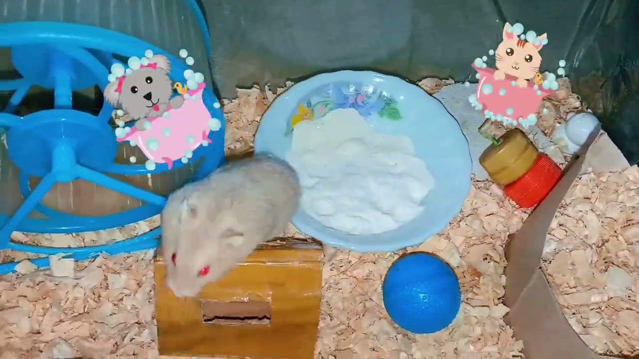 Вот простой способ почистить клетку для хомяка 🐹🥰