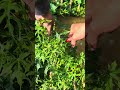 Panen sayur #farming #harvest #morning #sun #cinematic