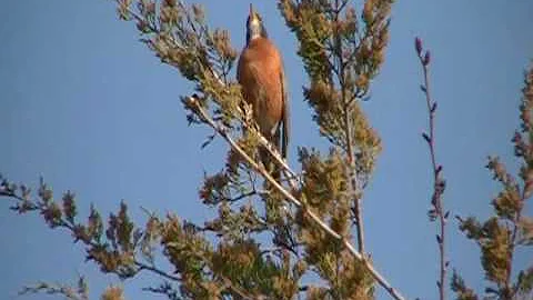 American Robin Song (Halverson)
