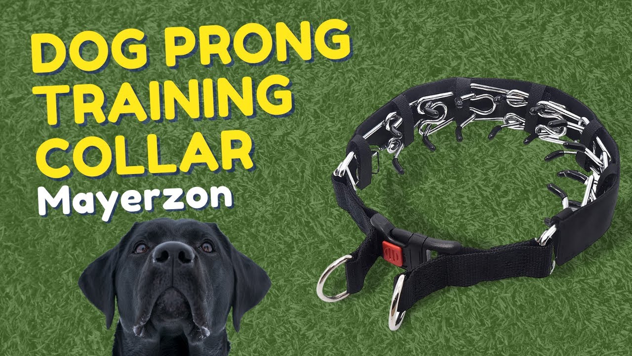 Mayerzon Dog Prong Training Collar Collar Stainless Steel Choke Pinch Dog Collar with Comfort Tips 