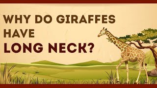 Why do Giraffes have Long Neck? | Science Curiosity | Letstute