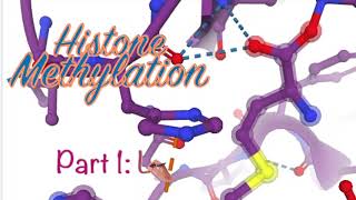 Histone methylation Part 1: Lysine ɛ-amine methylation, a physiochemical perspective