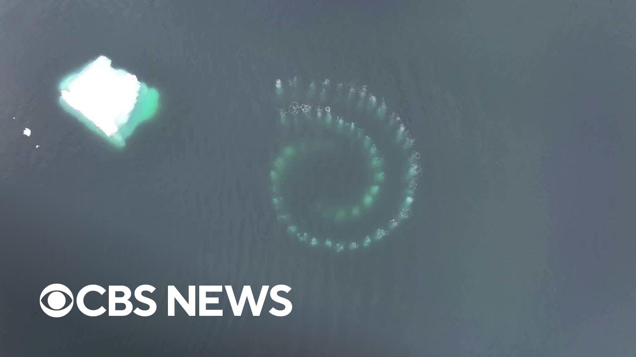 Humpback whales created a mesmerizing Fibonacci spiral of bubbles to