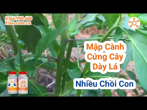 Cách chăm sóc Ớt 1 THÁNG TUỔI – Tập 3 | kỹ thuật trồng và chăm sóc cây ớt #PhúFino:0366998600 mới 2023