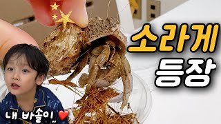소라게 Ep.1 | 학교에서 소라게를 데려왔어요!