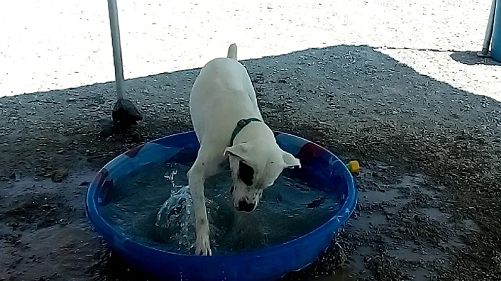 My name is Bogey I need a home!