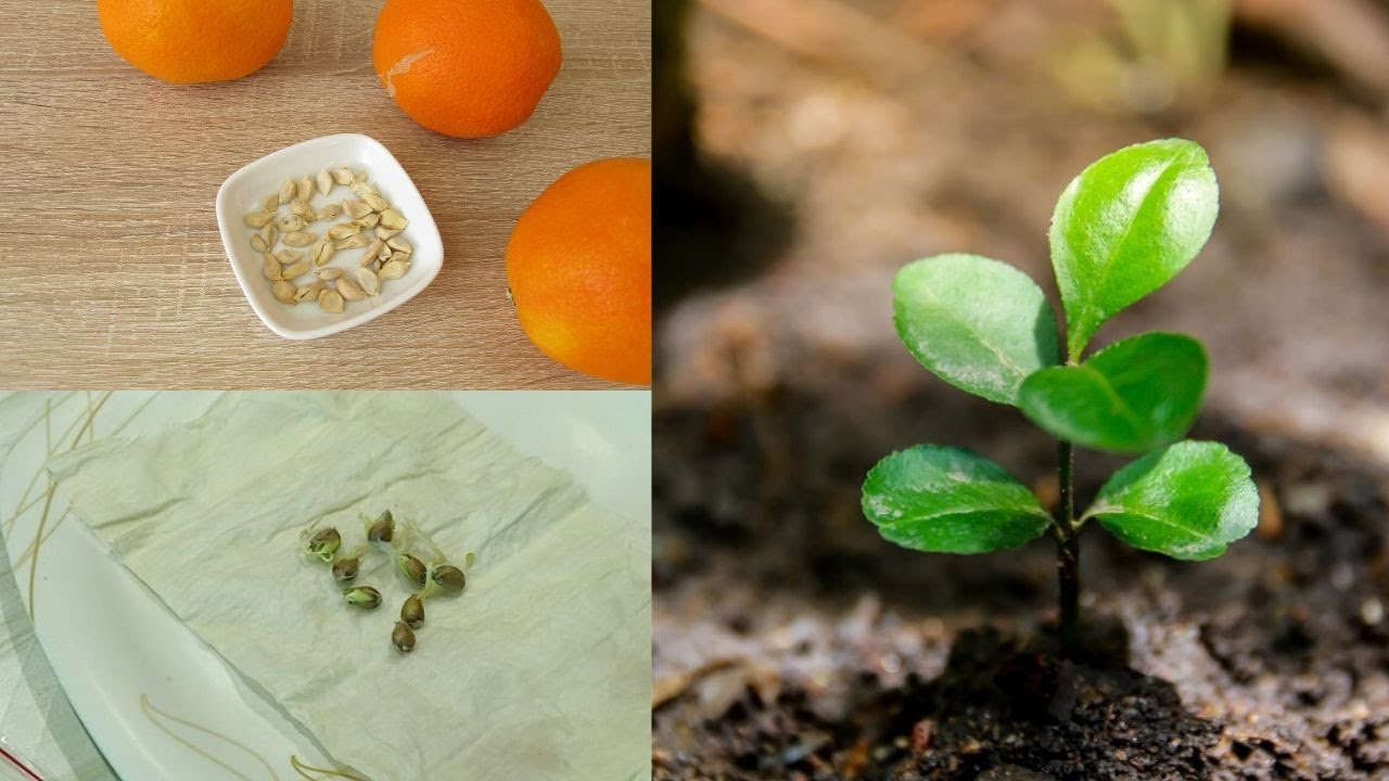 How To Grow Orange Trees From Seed Paper Towel Germination Method