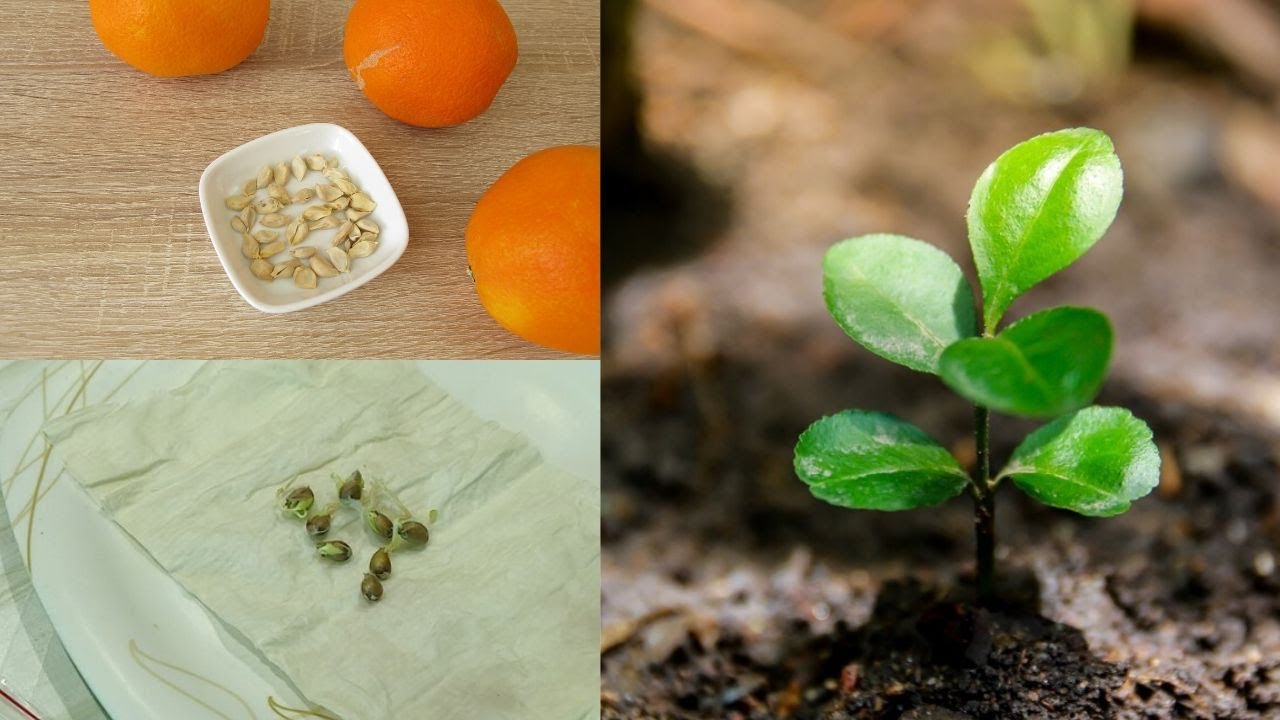 How to Grow Orange Trees from Seed, Paper towel