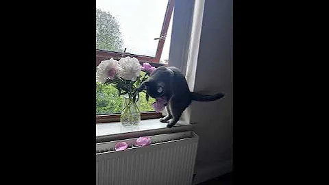 Video 11168561: cat british shorthair playing, british hair cat, cute british cat