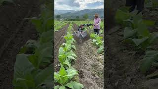 Mountain Side Mastery: Professional Row Tilling at Scale #shorts