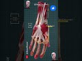 Anatomy of the Hand ✋🏻 #anatomy