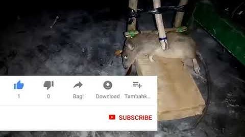 Cách làm bẫy chuột hiệu quả nhất