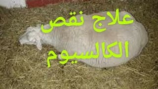 أعراض نقص الكالسيوم في الاغنام وعلاجه