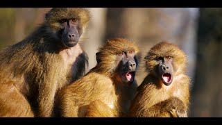 Discover the fascinating world of monkeys! - Discover the planet in FULL HD