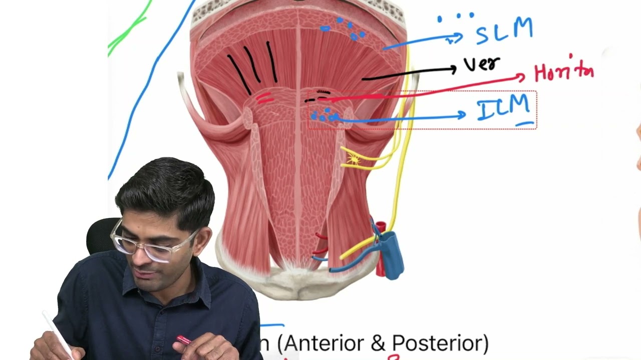 Tongue intrinsic muscles action diagram by Dr Pawan nagar