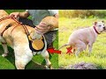 5 NEW DOGS GADGETS INVENTION YOU MUST HAVE ▶ If You Have Any Puppies