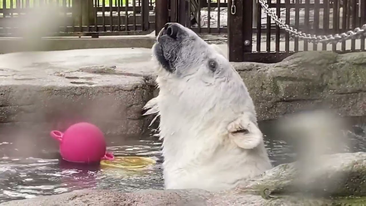 ピースちゃん背中気持ちいいね❤️スリスリ【しろくまピース】とべ