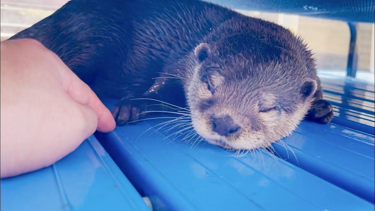 カワウソ】大好きな飼育員とイチャイチャしたいカワウソたち｜Otters