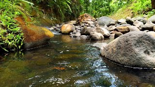 8 HOURS OF RELAXING NATURE SOUNDS AND GENTLE BIRDSONG | Peaceful Creek Sounds