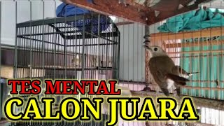 TES MENTAL PARA JUARA❗SRDC ORI BALI TARUNG ADU MENTAL