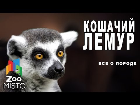 Video: Razlika Između Lemura I Majmuna