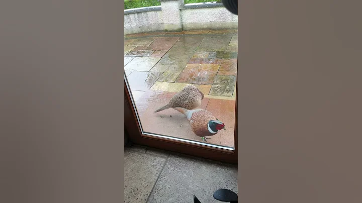 My visitors.