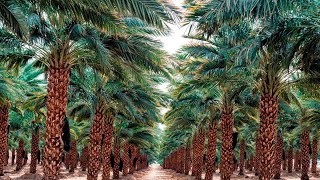 What is Date Palm? Benefits? Types? screenshot 2