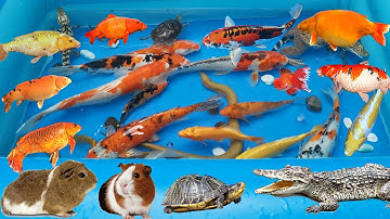 Cún Đi Tìm Cá Cho Bạn Cá Sấu, Bắt Được Cá Koi, Cá Chép, Thấy Những Chú Chuột Đáng Yêu Trong Ao